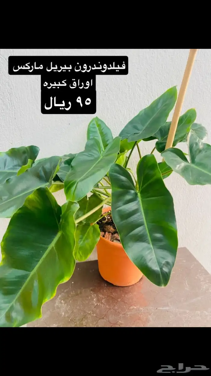 نباتات منوعه داخليه ونادره 9