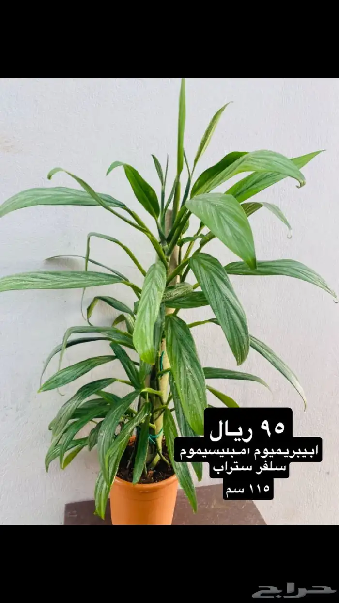 نباتات منوعه داخليه ونادره 3