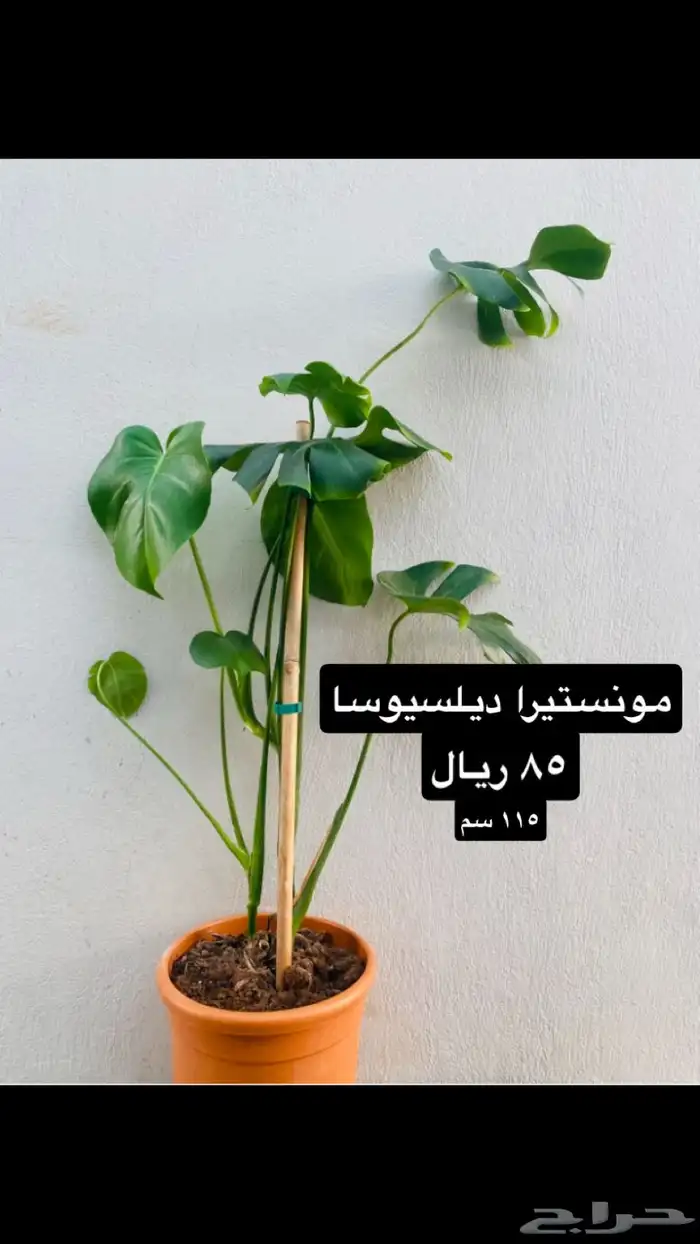 نباتات منوعه داخليه ونادره 1
