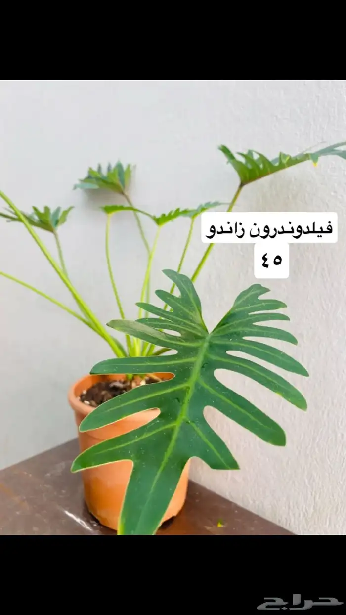 نباتات منوعه داخليه ونادره 5