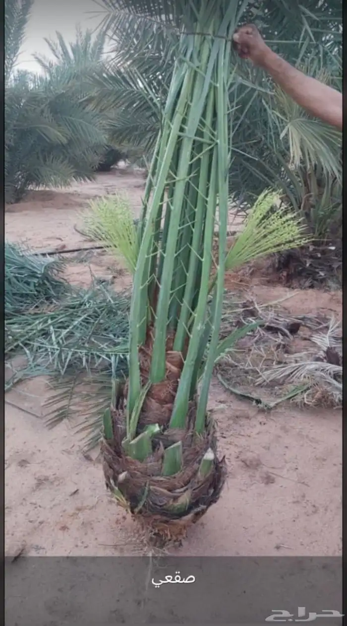 يوجد الدين نخل مثمر البيع جميع انواع النخيل 0