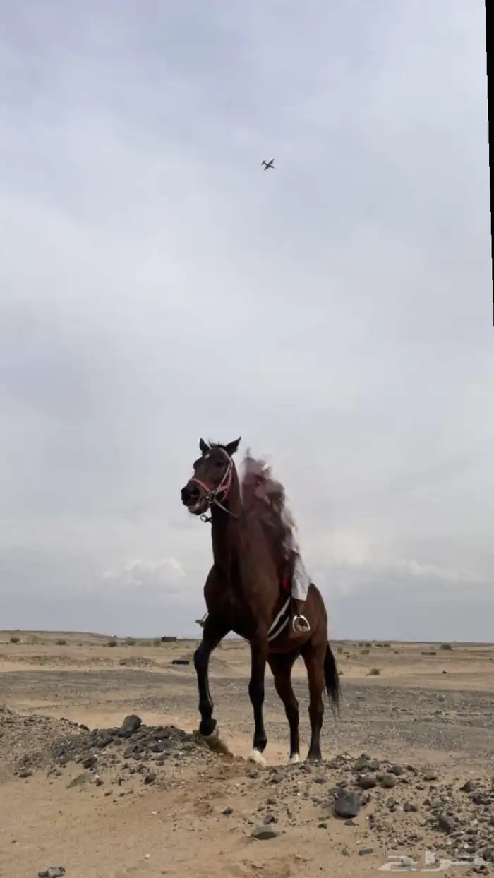 حصان انجليزي ( انباع ) 1