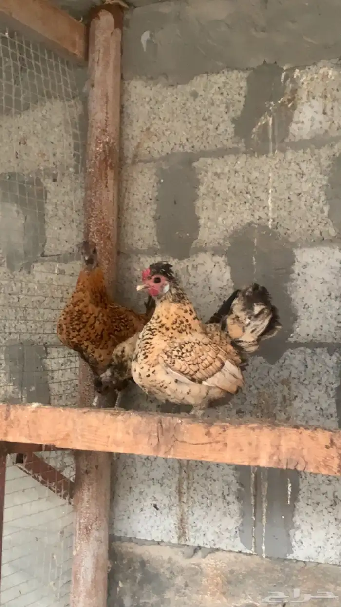 دجاج كويتي كوبرا بياض 2