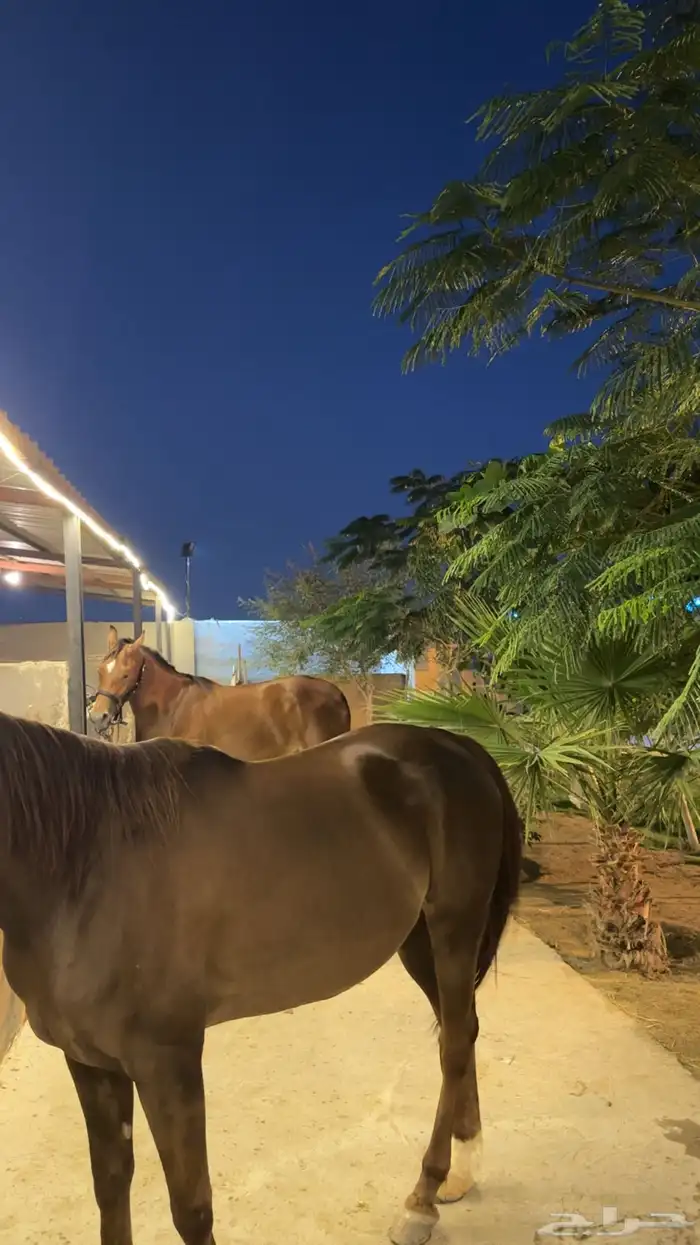 ايجار غرف اسطبل برق 6