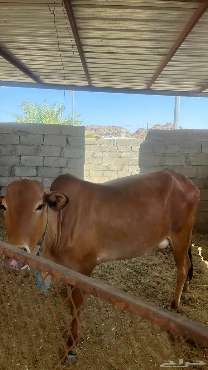 بقره 0