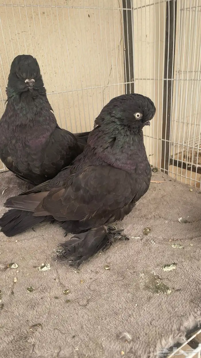 حمام لونق فيس 2