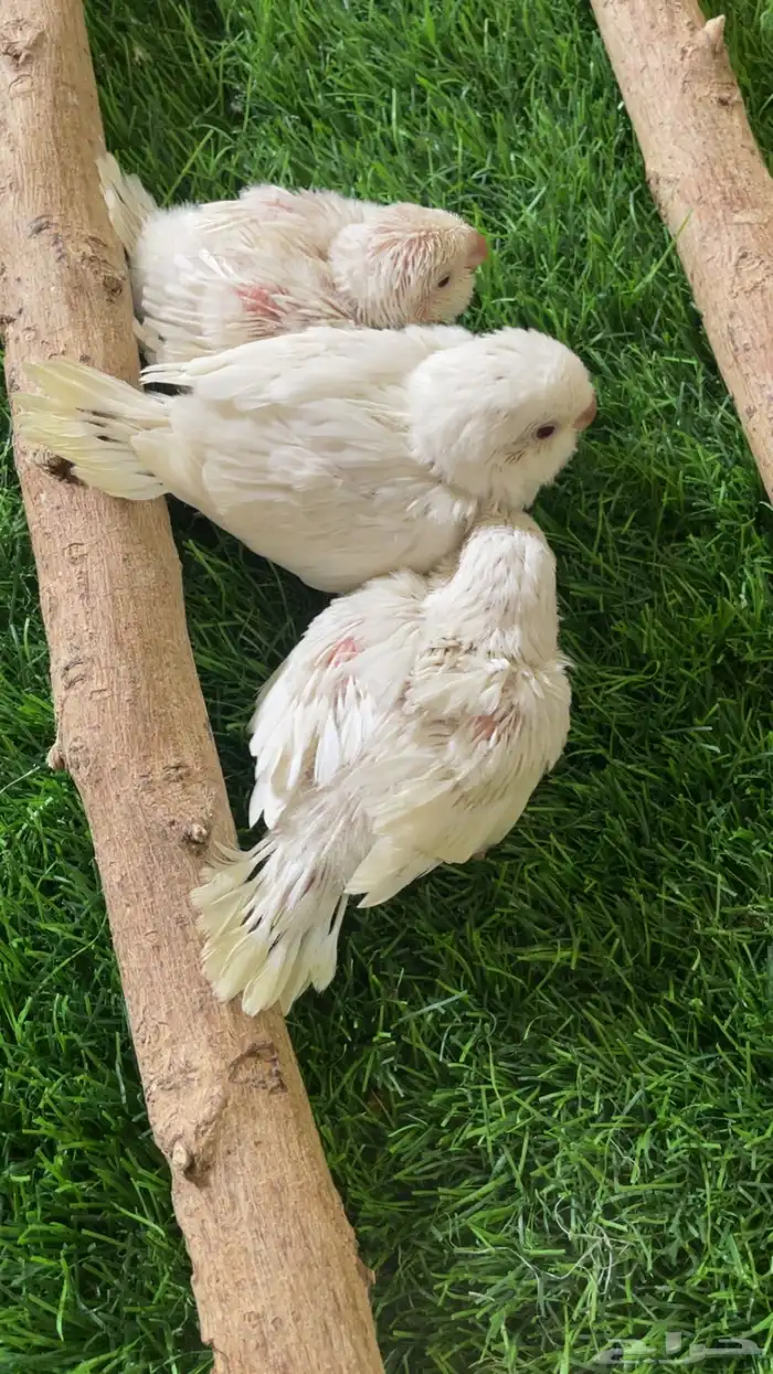 فروخ كويكر البينو 2