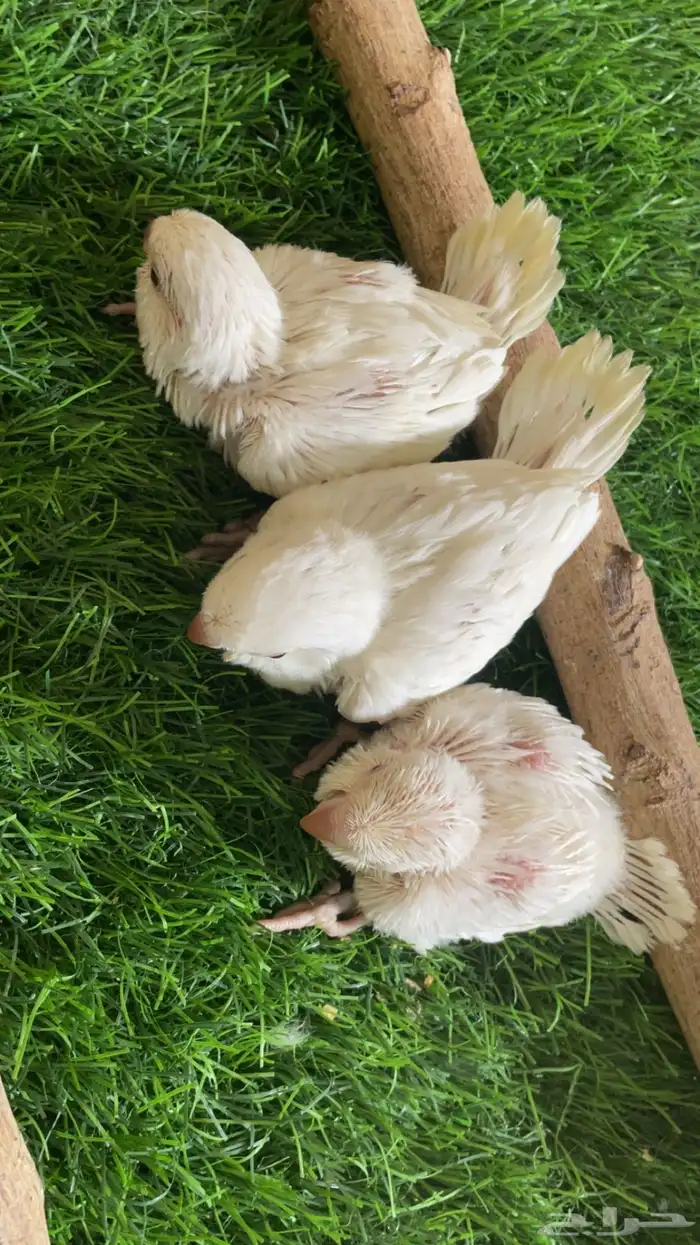 فروخ كويكر البينو 0
