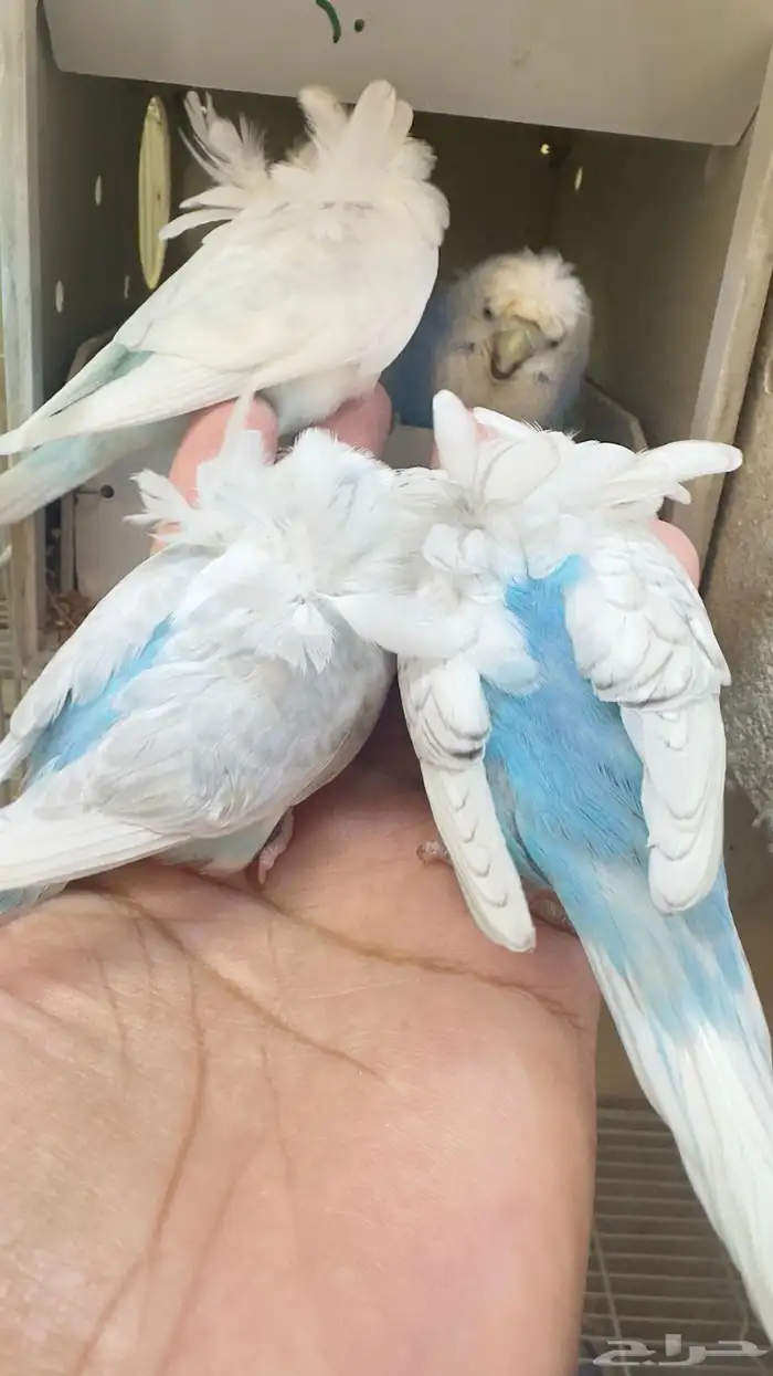 فروخ بادجي غر 44