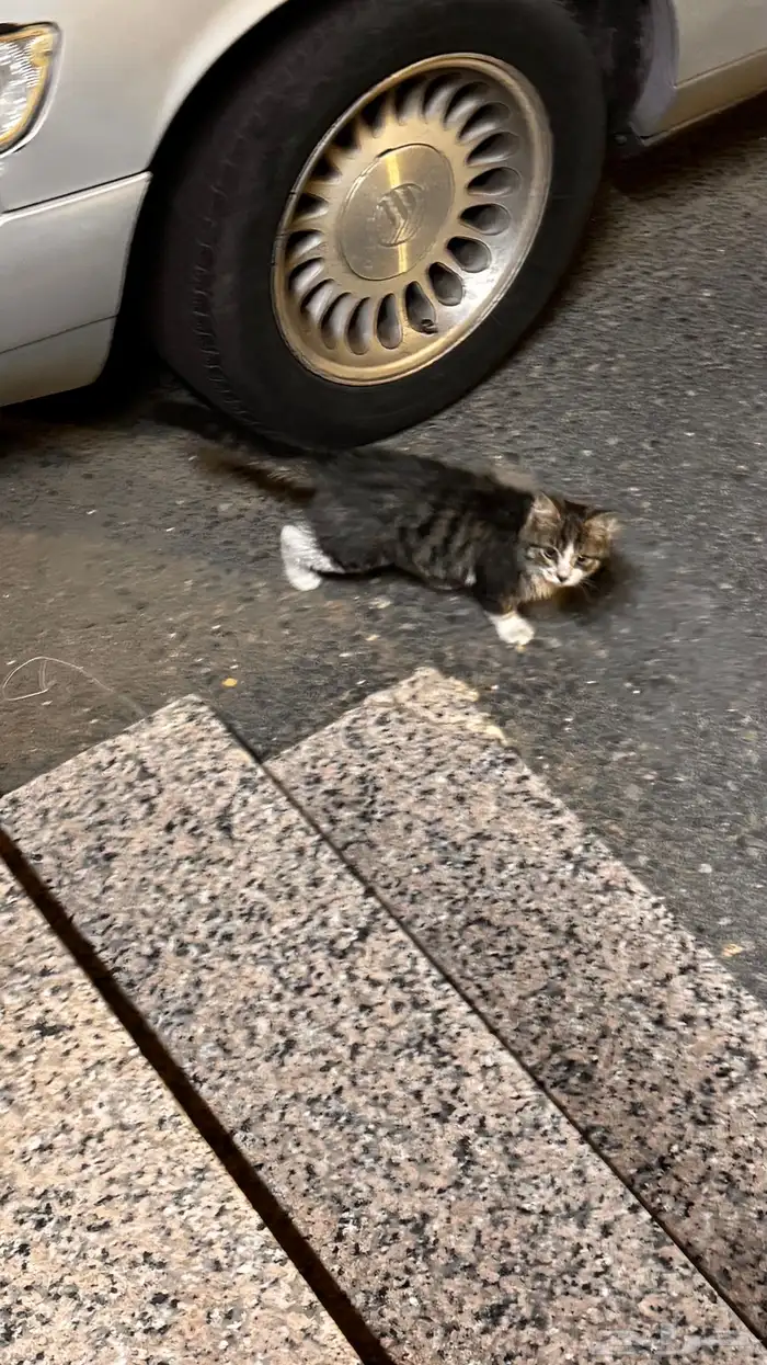 قط شيرازي 2