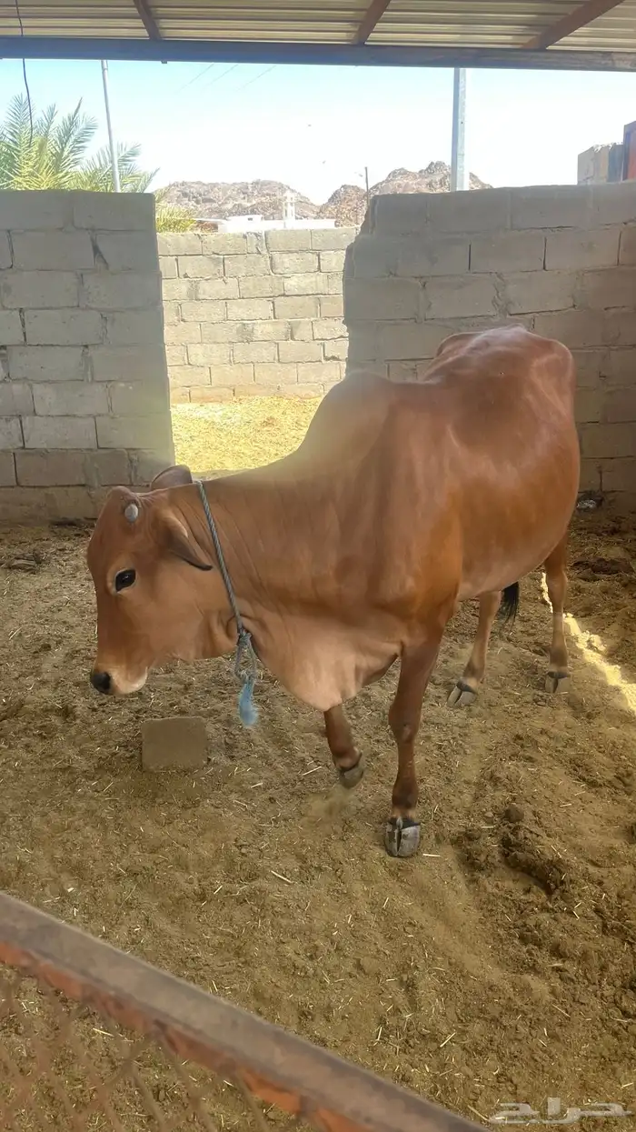 بقره 2