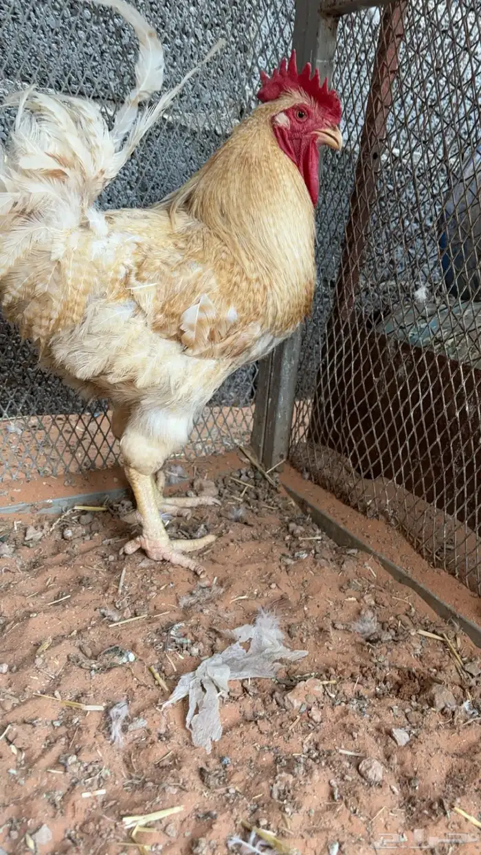ديك تركي 0