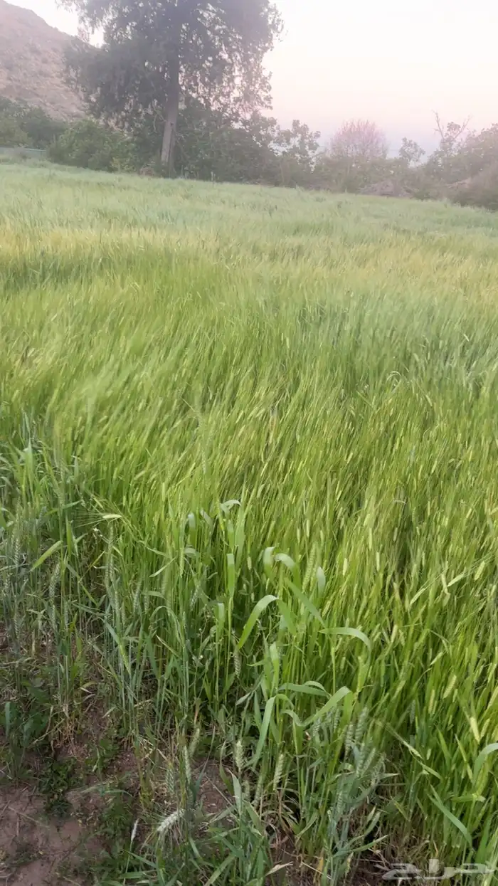 شعير عربي وحنطة (بر) جديد تصوير 1