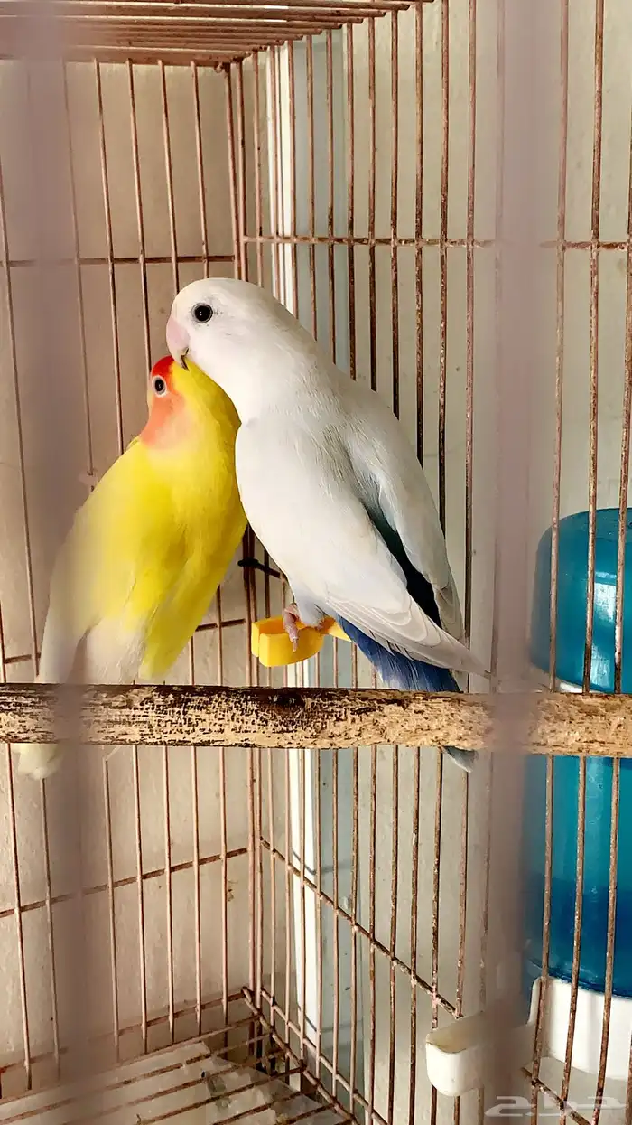 زوج روز منتج 4