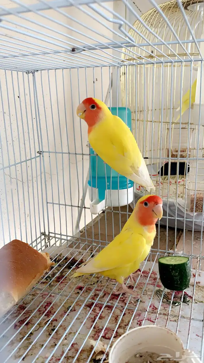 جوز روز منتج 2