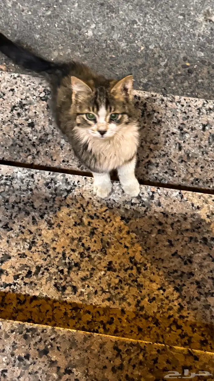قط شيرازي 3