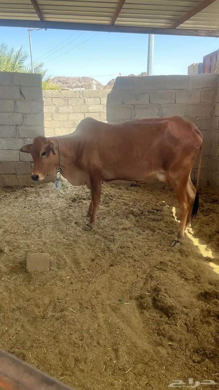 بقره 3