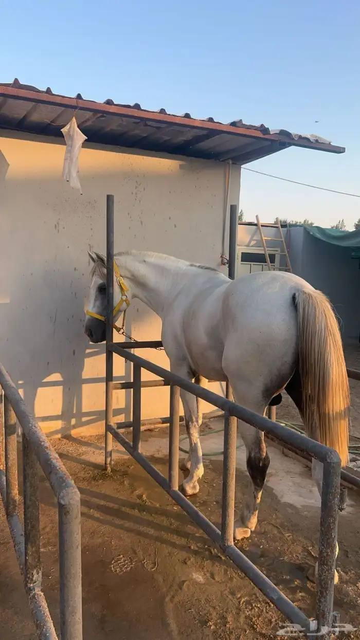 ايجار خيل 0