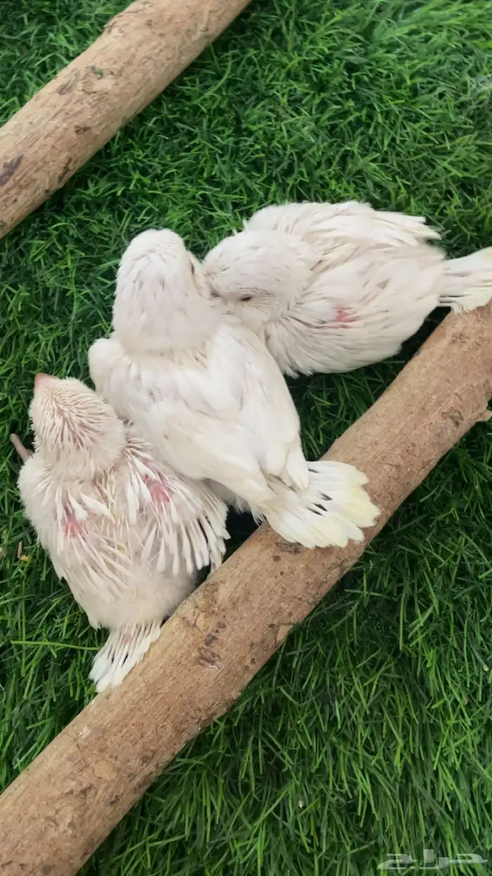 فروخ كويكر البينو 1