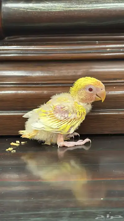 فرخ روز يقبل الغر 0