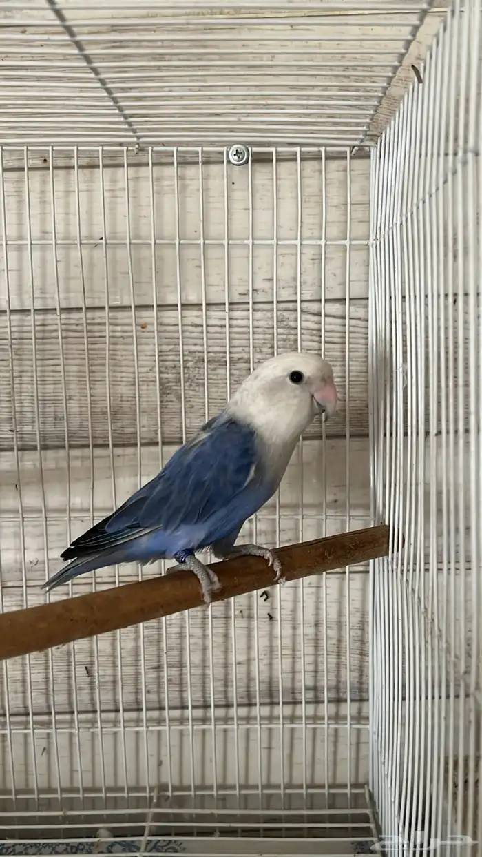 للبيع زوج روز البينو و زوج انثى فايلوت اوبلاين 4