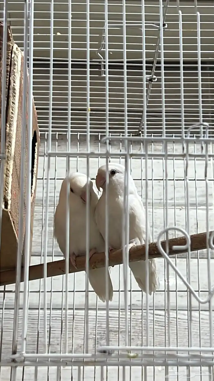 للبيع زوج روز البينو و زوج انثى فايلوت اوبلاين 6