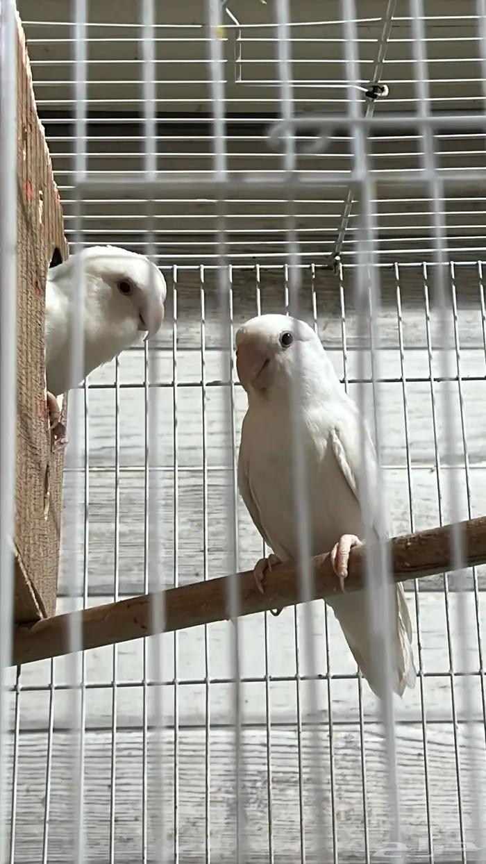 للبيع زوج روز البينو و زوج انثى فايلوت اوبلاين 8