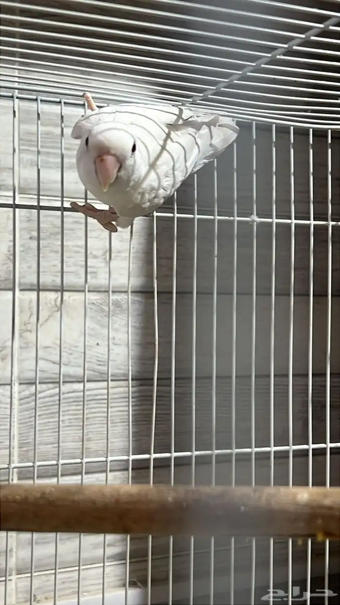 للبيع زوج روز البينو و زوج انثى فايلوت اوبلاين 11