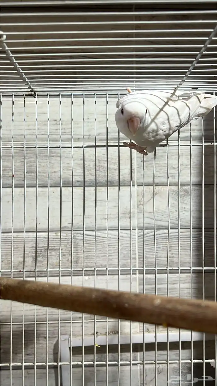 للبيع زوج روز البينو و زوج انثى فايلوت اوبلاين 10