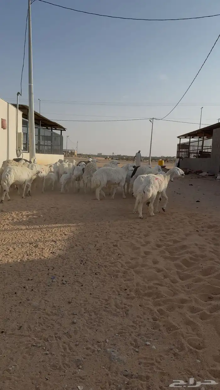 غنم حريات دفيع ومتابيع ( تم البيع ) 1