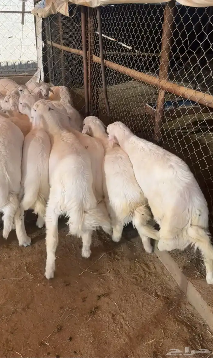 ذبائح أبو ذيب ( يتوفر ذبح وتوصيل ) 11