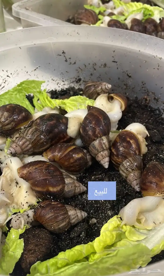 حلزون افريقي بصحة ممتازة ومنتج 2