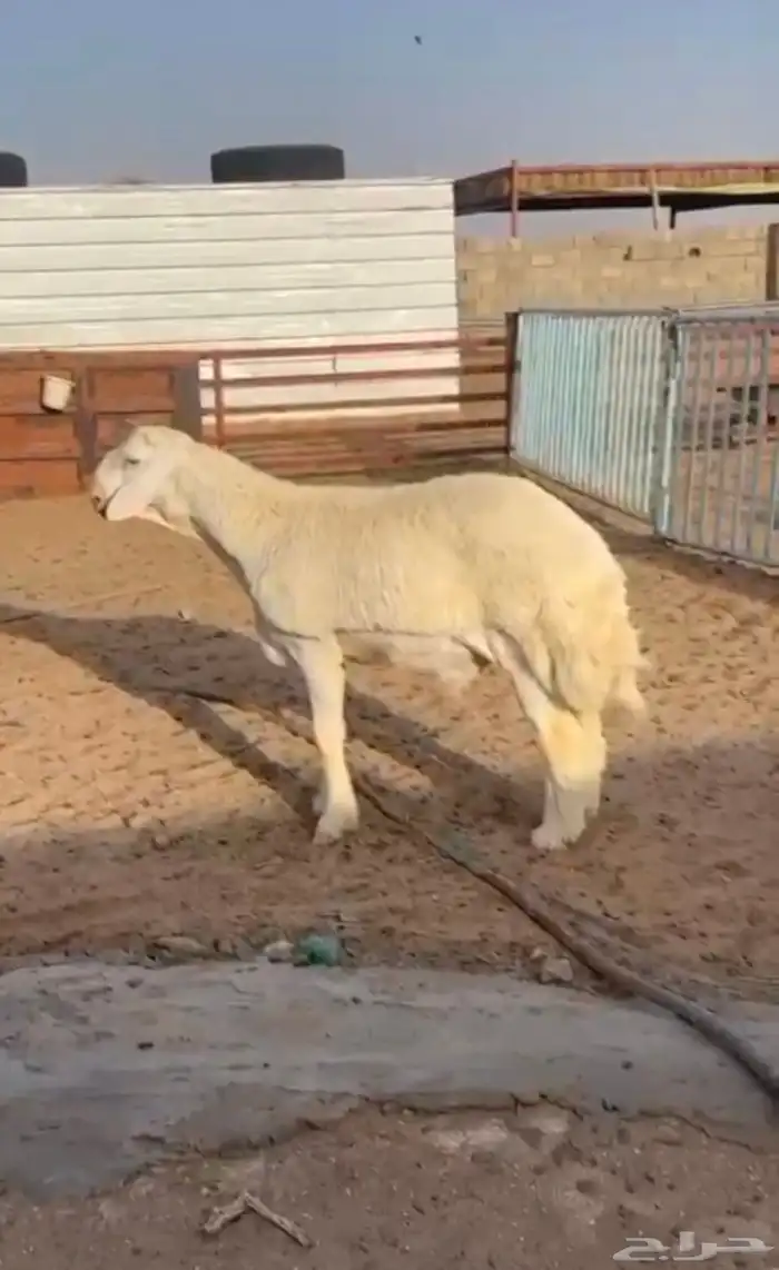مشروع حري فاخر ( تم البيع ) 0