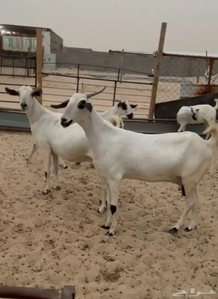 عنز بيشيه كحلا فاخره 1