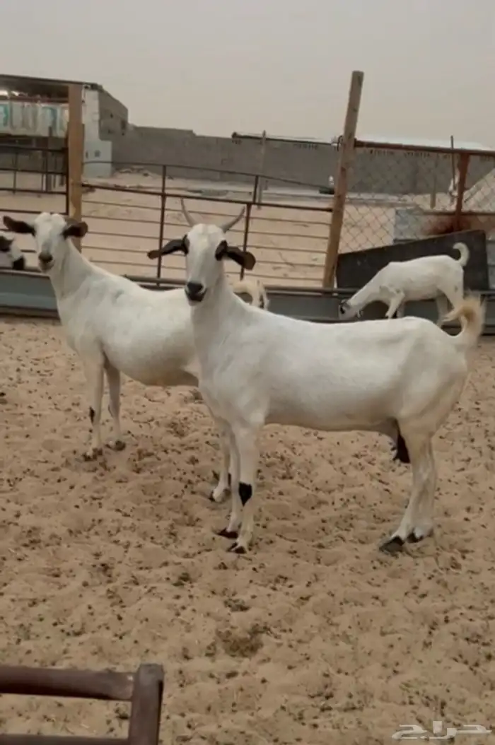 عنز بيشيه كحلا فاخره 0