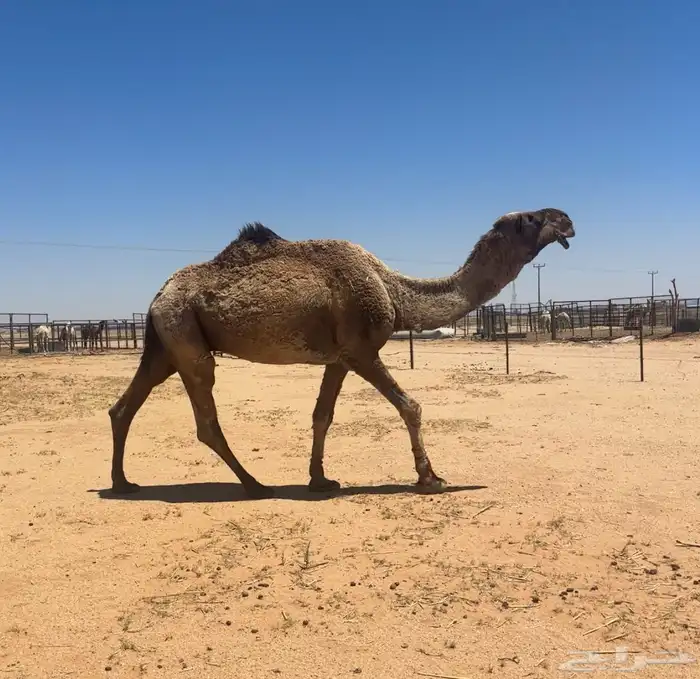 جمل اصفر طيب 0