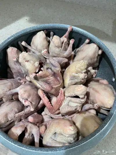 زغاليل طازجه 2