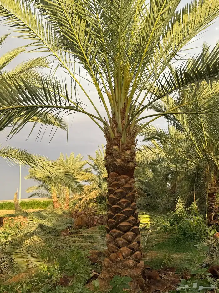 نخل عربي 1