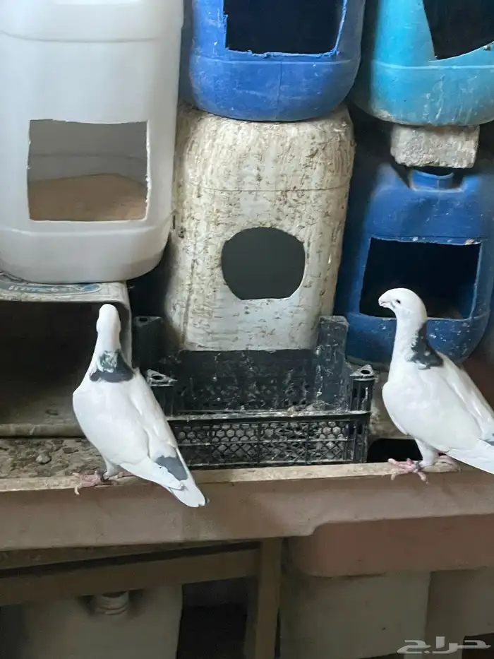 حمام هومر زوج للبيع عل السوم 5