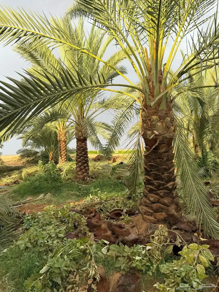 نخل عربي 4