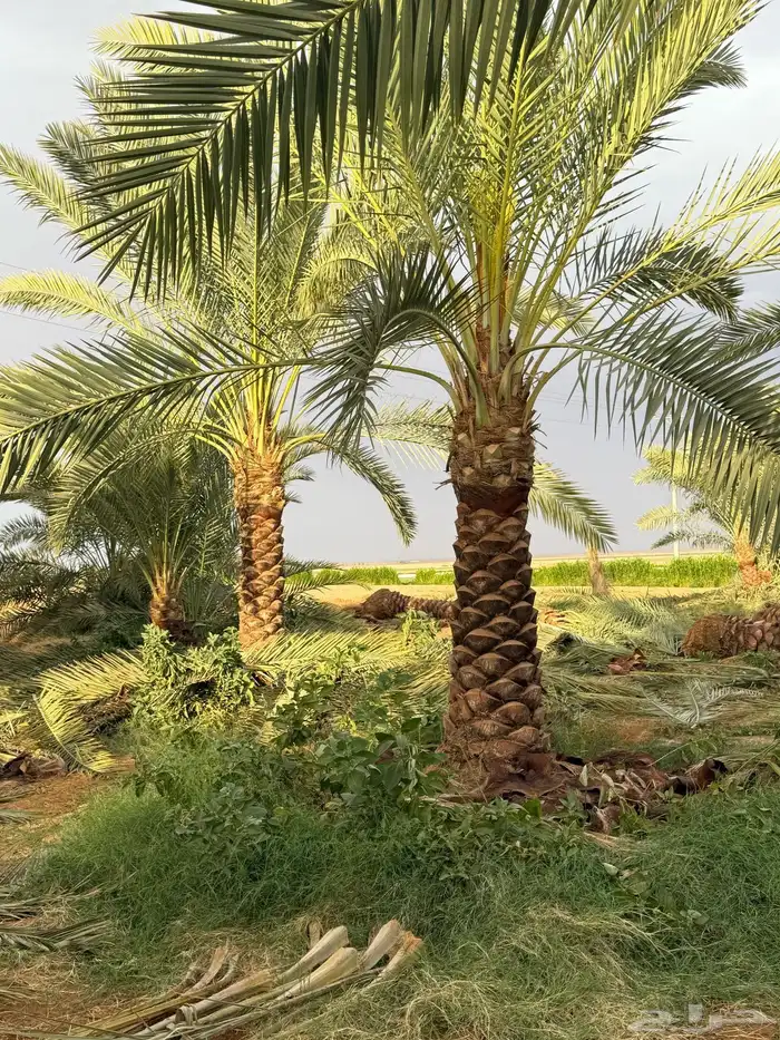 نخل عربي 0