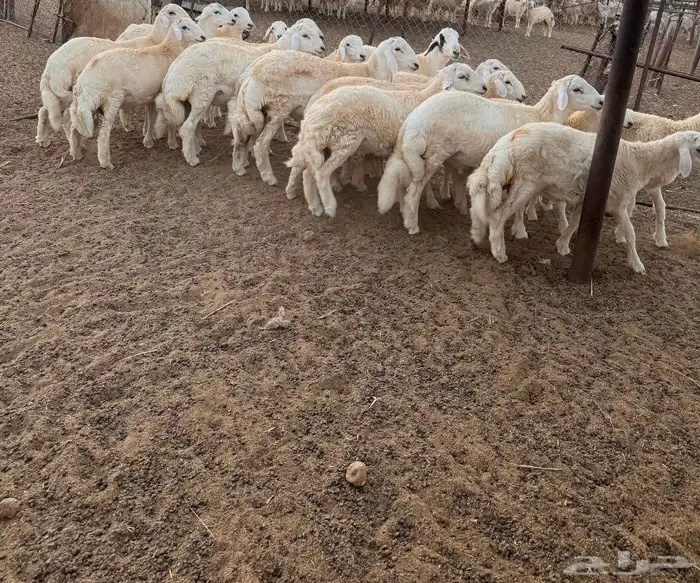 طليان الموقع محافظة القنفذة-القوز (تم البيع) 0