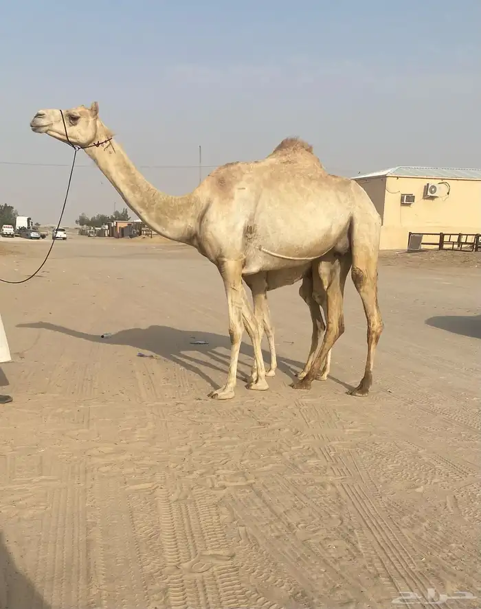 خلفه 0