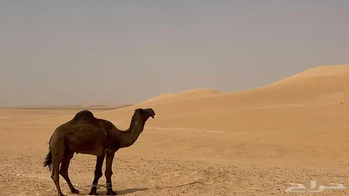 بعير كفوو البيع إنتاجه كفووو إنتاجه عل الواتساب 0