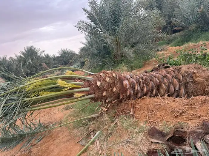 نخل عربي 6