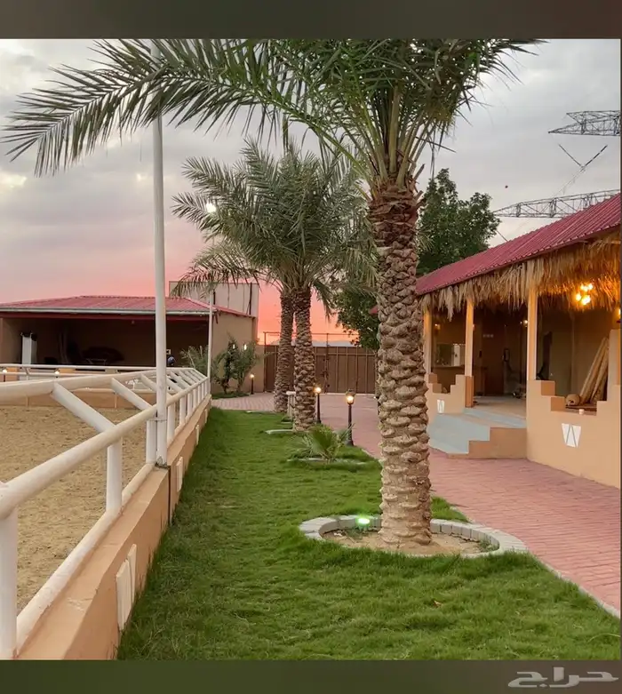 خيل عربي للبيع مستعجل 1