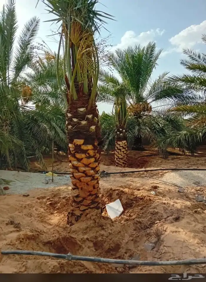 نخل للبيع 0