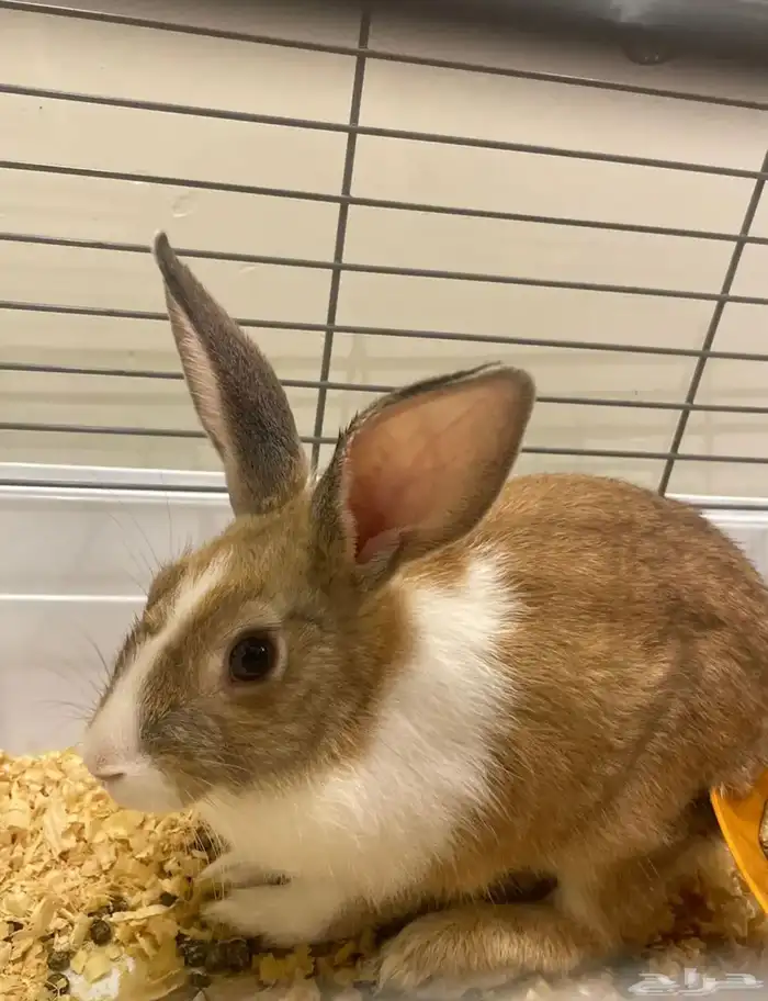 على آخر سومه تبي حبه او اكثر 9