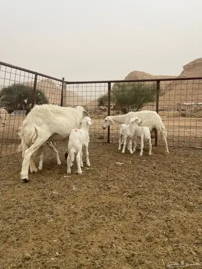 حريات متابيع 2معها 4 0