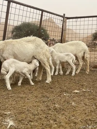 حريات متابيع 2معها 4 1